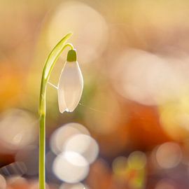 Das Schneeglöckchen ist eine der ersten Frühlingsblumen von Erik de Rijk