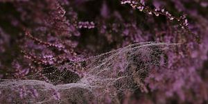 Spinnennetz auf der Heide 1.