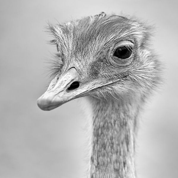 Close-up portret van een Darwins nandoe (zwart-wit, vierkant) van Fotografie Jeronimo