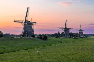 Les trois moulins à vent de Stompwijk devant un ciel coloré le matin.
