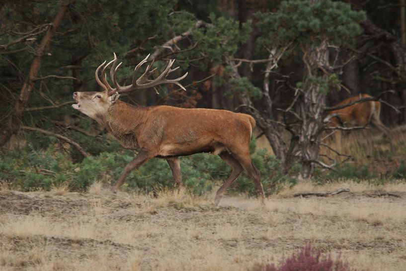Edelhert man by Fotografie Fryslân