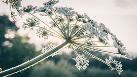 Close-up of a hogweed flower by ElkeS Fotografie