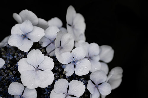 Hortensia's in blauw, lila, wit en roze