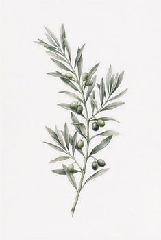 Minimalist Peach Ranunculus Watercolor Botanical Art Print