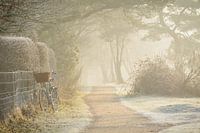 The bike of an early bird