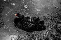 Zwarte zwaan van Daniëlle Beckers thumbnail
