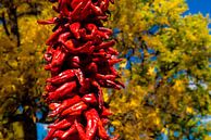 frische scharfe rote Chili an der Leine in Altstadt von Santa Fe New Mexico USA von Dieter Walther Miniaturansicht