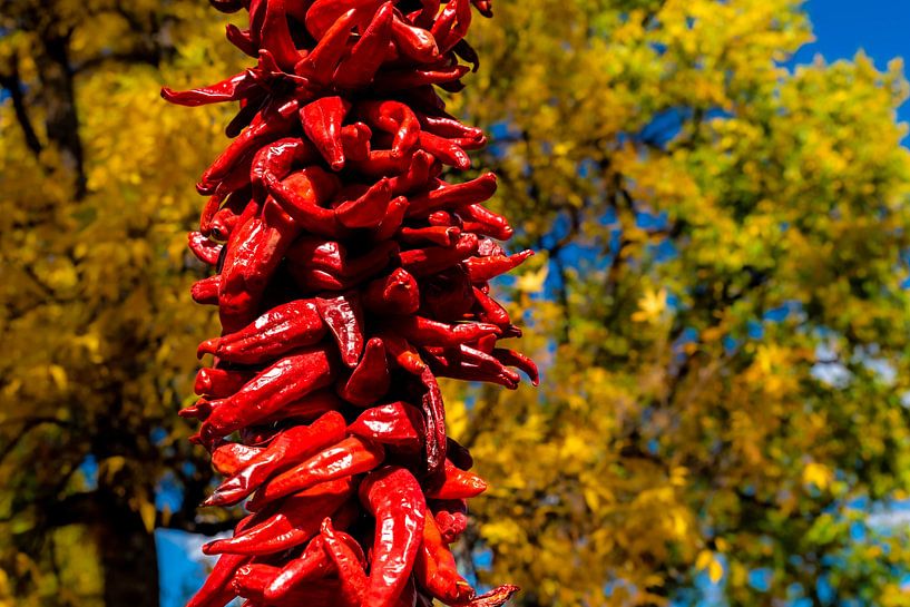 frische scharfe rote Chili an der Leine in Altstadt von Santa Fe New Mexico USA von Dieter Walther
