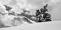 Swiss stone pine in front of the Jungfrau summit in the Bernese Oberland