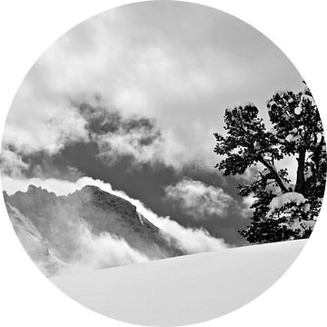 Zwitserse pijnboom voor de Jungfrau-top in het Berner Oberland van Bettina Schnittert