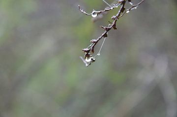 Regentropfen von Dustin Musch