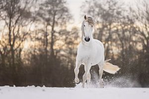 Cheval au galop dans la neige