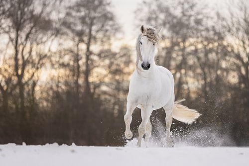 Galoppierendes Pferd im Schnee von Laura Dijkslag