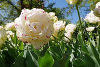 Tulpenpracht