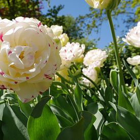 weiße Tulpe von Carola van Rooy