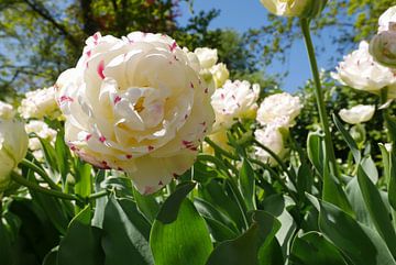 tulipes blanches sur Carola van Rooy