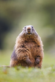 Alpine marmot