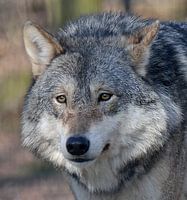 Europese wolf