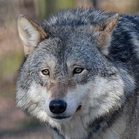 Europese wolf van Hanney Bruijn Fotografie