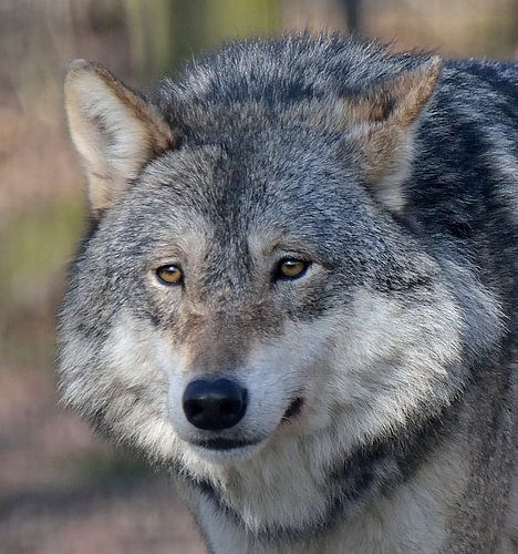 Europese wolf von Hanney Bruijn Fotografie