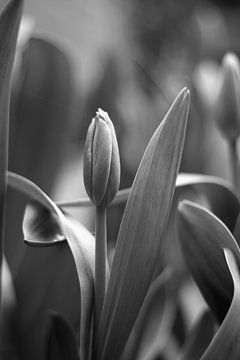 Tulpe Frühlingserwachen von Markus Wegner