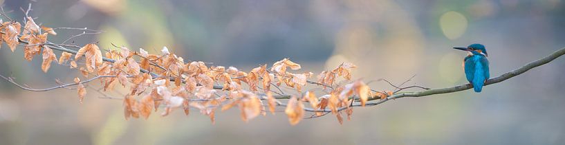 Kingfisher panorama by IJsvogels.nl - Corné van Oosterhout
