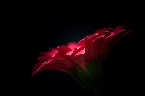 Gerbera flower