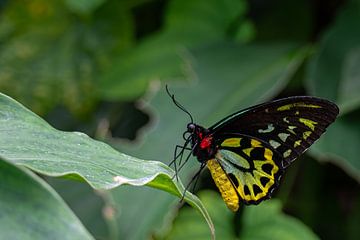 Australian birdwing butterfly