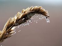 Gouttes de rosée sur un brin d'herbe