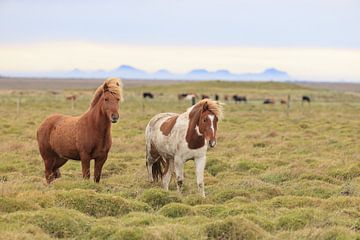 IJslandse paarden in een weide van Frank Fichtmüller