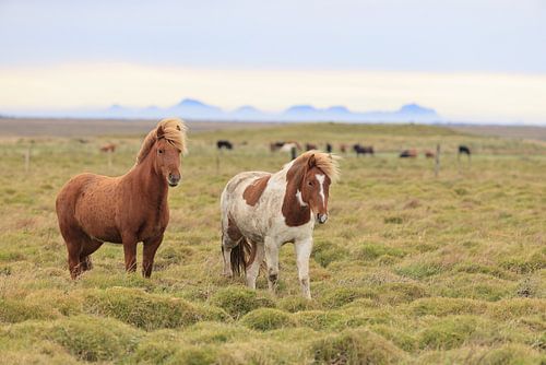 IJslandse paarden in een weide