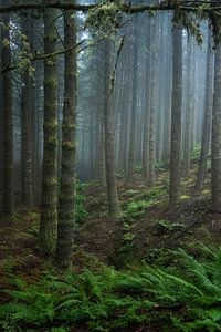 Der gespenstische Wald