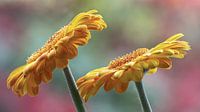 Gerbera par Bob Meijwaard Aperçu