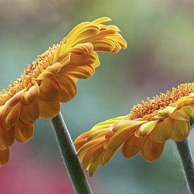 Gerbera van Bob Meijwaard