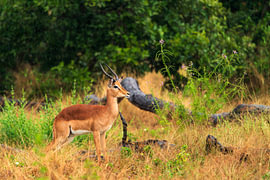 Male Impala Standing Alert in Savanna Grassland by Johannes Jongsma