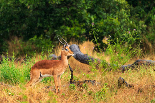 Male Impala Standing Alert in Savanna Grassland