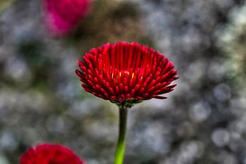 Red flower