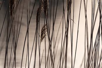 Le jeu des lignes de la nature