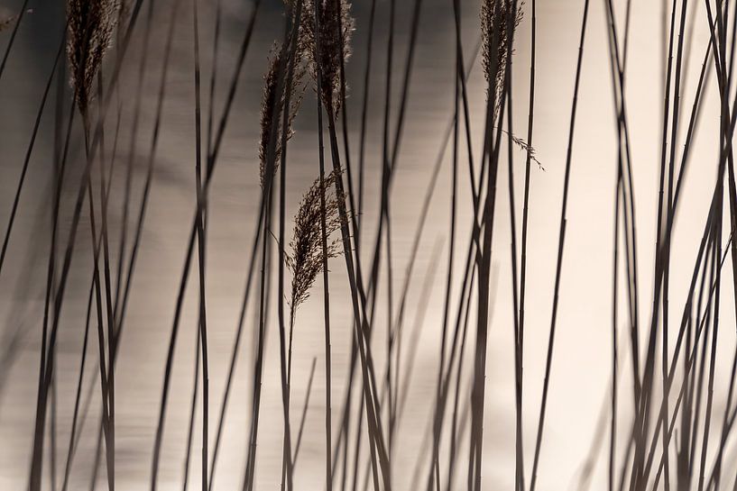 The play of lines of nature by Pieter van Marion