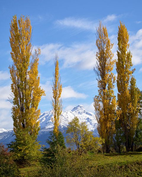 Les peupliers d'automne par Keith Wilson Photography