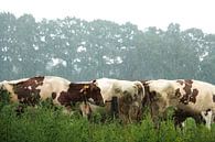 Koeien in de regen van anouk kemper thumbnail