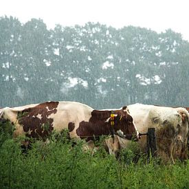 Koeien in de regen van anouk kemper