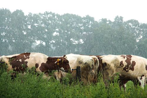 Kühe im Regen
