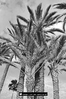 Ibiza tree