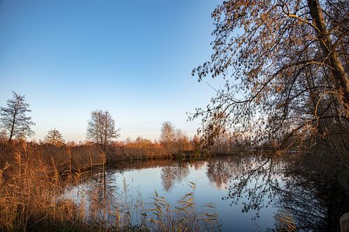 Friesland Farm die Schienbeine