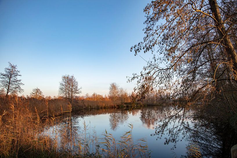friesland farm the shins by anne droogsma