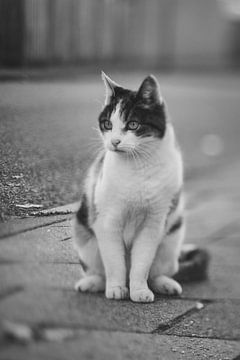 cat on the street BW by Karens Fotografie