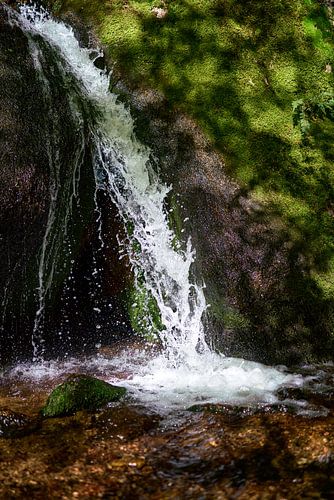 Lebenfreude von Jörg Bongartz