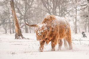 Schottischer Highlander im Schnee.