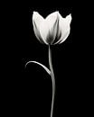 Flower in black and white, tulip by Studio Allee thumbnail